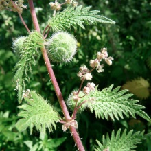 Кропива кульконосна (Urtica pilulifera)