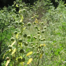 Кропива кульконосна (Urtica pilulifera)