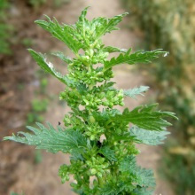 Кропива пекуча (Urtica urens)