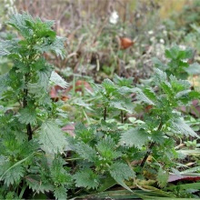 Кропива пекуча (Urtica urens)