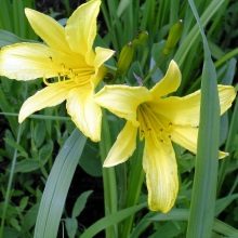 Красоднів малий (Hemerocallis minor)