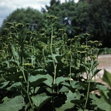 Хрестовник широколистий (Senecio platyphyllus)