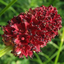 Кровохлібка лікарська (Sanguisorba officinalis)