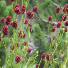 Кровохлібка лікарська (Sanguisorba officinalis)