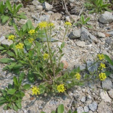 Крупка діброва (Draba nemorosa)
