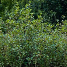 Крушина вільхоподібна або ламка (Frangula alnus)