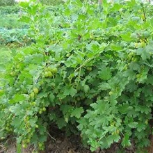 Аґрус звичайний (Grossularia reclinata)