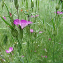 Куколь звичайний або посівний (Agrostemma githago)