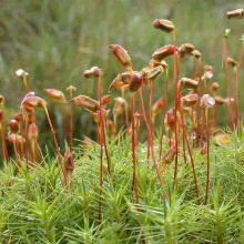 Зозулин льон (Polytrichum commune)
