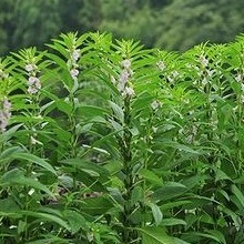 Кунжут індійський (Sesamum indicum)