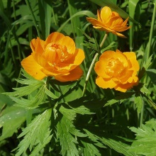 Купальниця алтайська (Trollius altaicus)