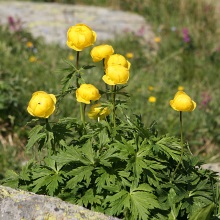 Купальниця звичайна (Trollius europaeus)