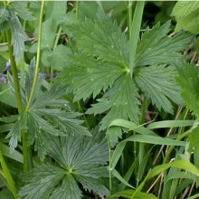 Купальниця звичайна (Trollius europaeus)