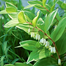 Купена лікарська (Polygonatum officinale)
