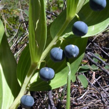 Купена лікарська (Polygonatum officinale)