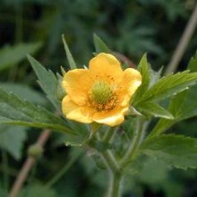 Курильський чай дрібнолистий (Pentaphylloides parviflora)