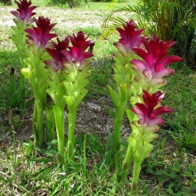 Куркума біла (Curcuma zedoaria)