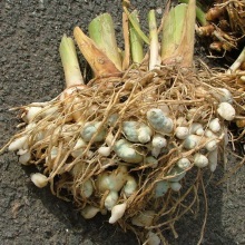 Куркума біла (Curcuma zedoaria)