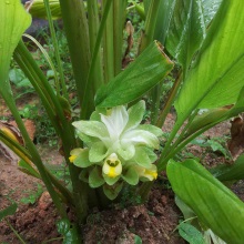 Куркума довга (Curcuma longa)