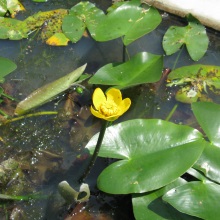 Кубок мала (Nuphar pumila)