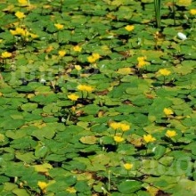 Кубок мала (Nuphar pumila)