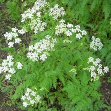 Купир лісовий (Anthriscus sylvestris)