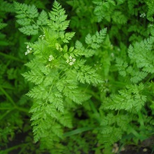 Купир приквітковий (Anthriscus caucalis)