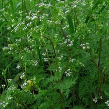 Купир приквітковий (Anthriscus caucalis)