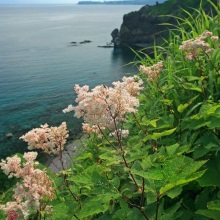 Лабазник камчатський (Filipendula camtschatica)