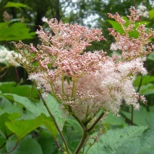 Лабазник камчатський (Filipendula camtschatica)