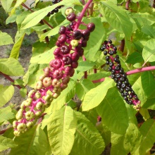 Лаконос або фітолакка американська (Phytolacca americana)