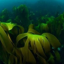 Ламінарія японська (Laminaria japonica)
