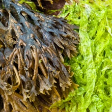 Ламінарія японська (Laminaria japonica)