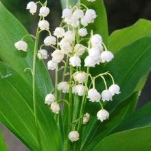 Конвалія травневий (Convallaria majalis)