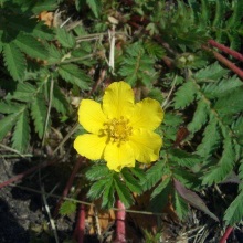 Перстач гусячий (Potentilla anserina)