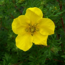 Перстач чагарниковий (Potentilla fruticosa)