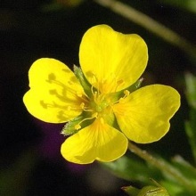Перстач прямостоячий (Potentilla erecta)