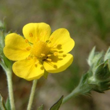 Перстач сріблястий (Potentilla argentea)