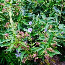 Ластівня російська (Vincetoxicum rossicum)