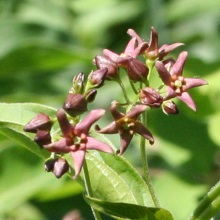 Ластівня російська (Vincetoxicum rossicum)