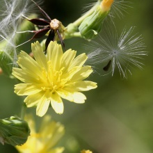 Латук дикий (Lactuca serriola)