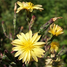 Латук отруйний (Lactuca virosa)