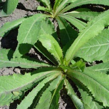 Латук отруйний (Lactuca virosa)