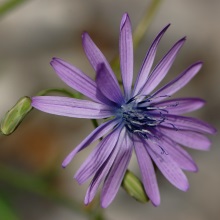 Латук багаторічний (Lactuca perennis)