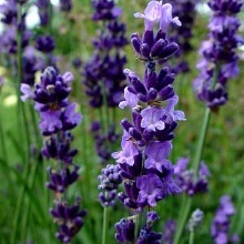 Лаванда лікарська (Lavandula officinalis)