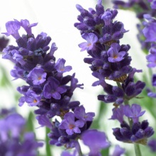 Лаванда вузьколиста (Lavandula angustifolia)
