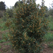 Лавр благородний (Laurus nobilis)