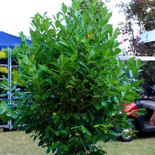 Лавровишня (Prunus laurocerasus)