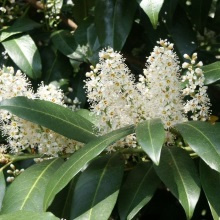 Лавровишня (Prunus laurocerasus)