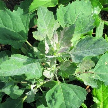 Лебеда розлога (Atriplex patula)